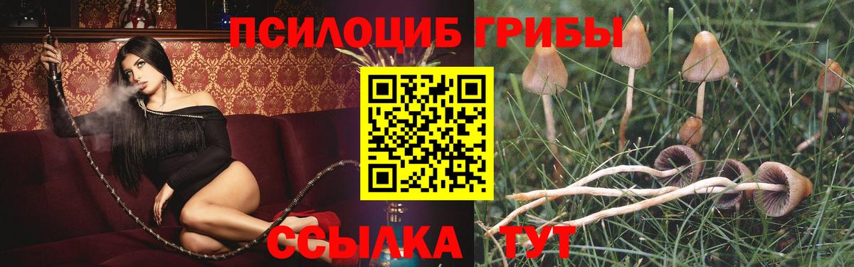 Псилоцибиновые грибы Psilocybine cubensis Полысаево